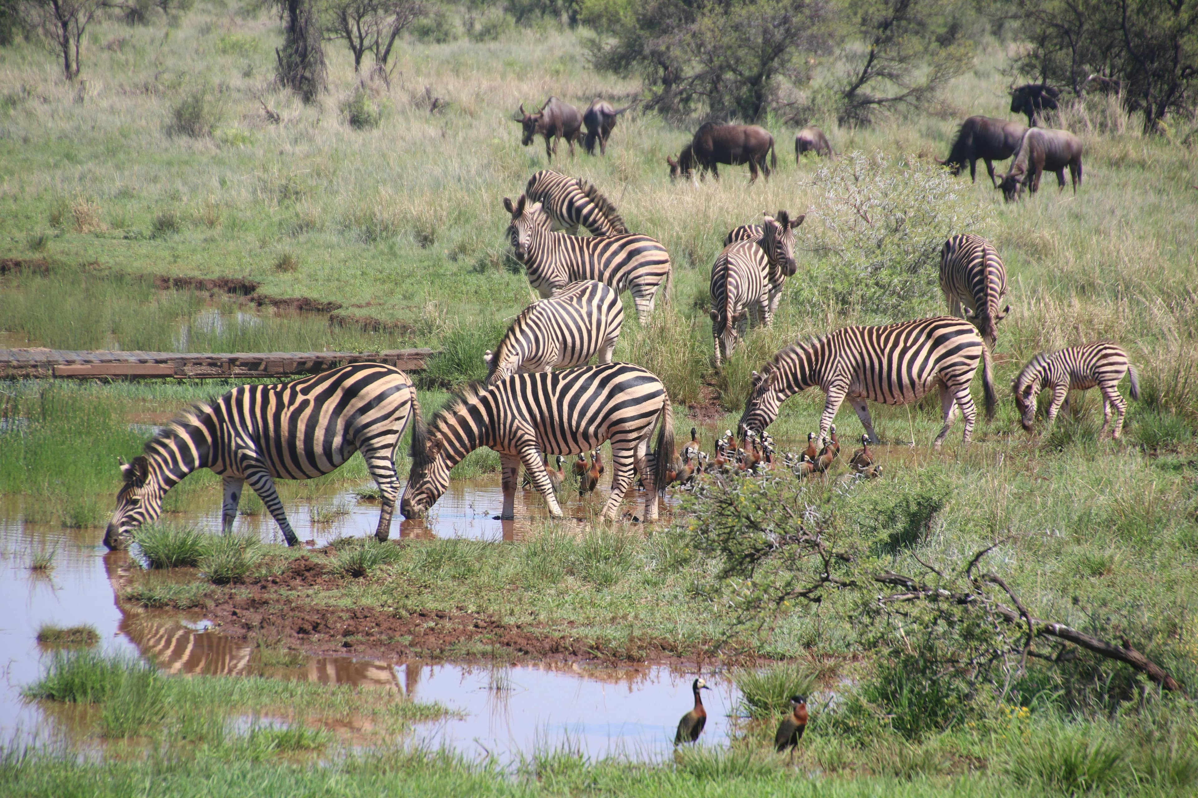 Masai Mara Great Migration - Wildebeest migration in Tanzania